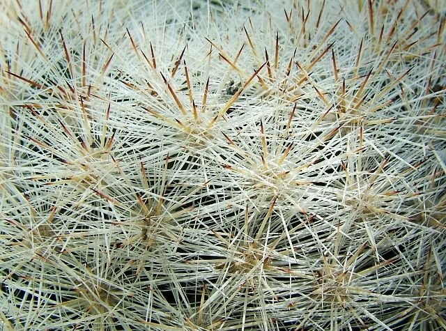 Mammillaria _candida_ 05
